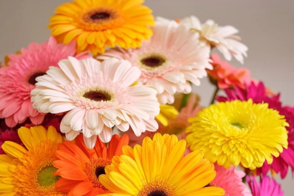 Gerbera
